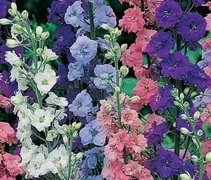 زبان در قفا یکساله